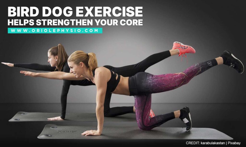 Bird dog exercise helps strengthen your core